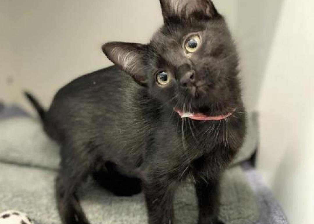 Cats available for adoption in Phoenix Stacker