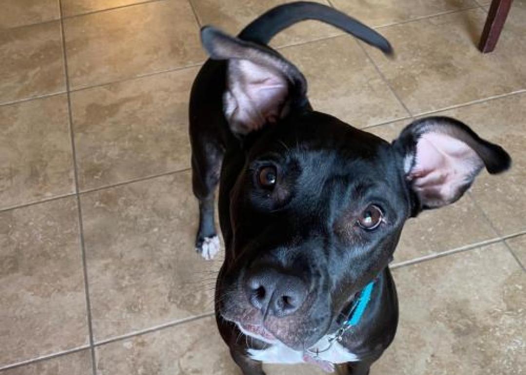 Dogs available for adoption in Naples Stacker