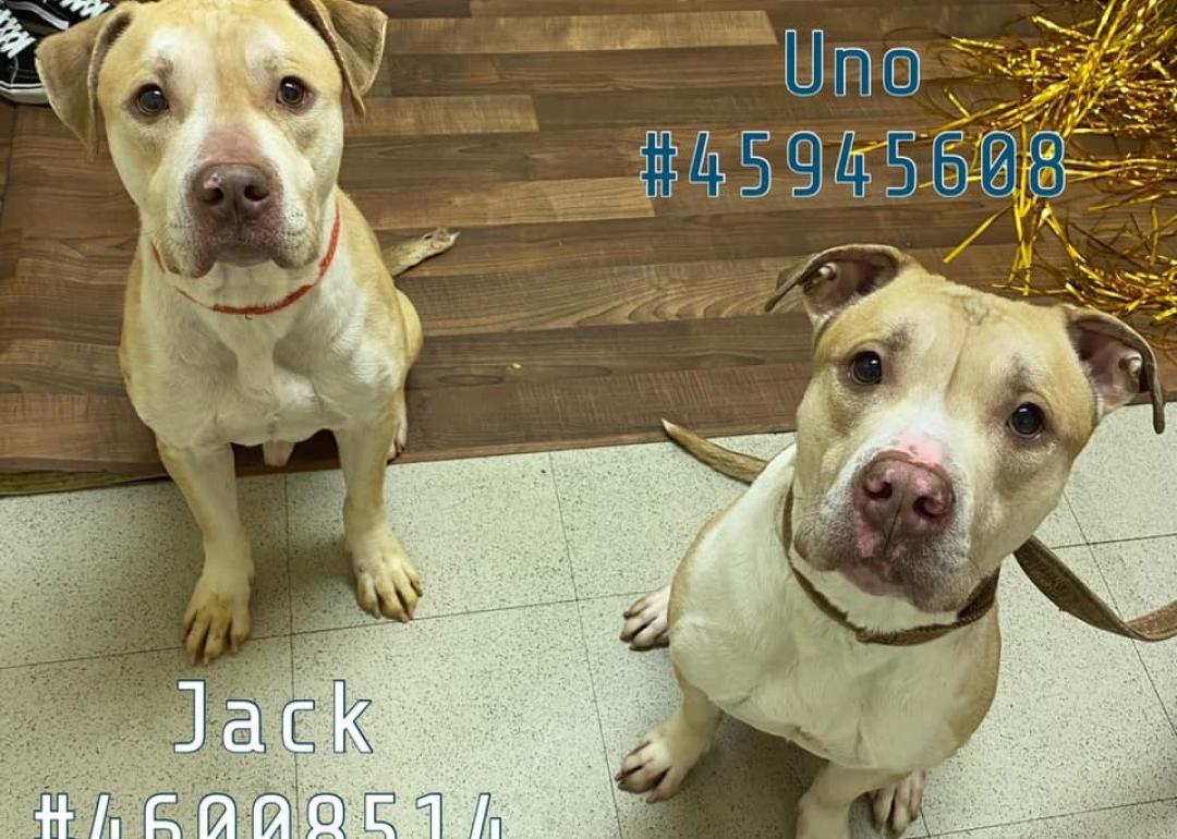 Dogs available for adoption in WilkesBarre Stacker