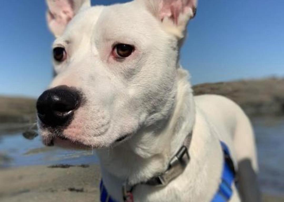 Pet Adoption Portland Maine Dog Shelters Portland Maine
