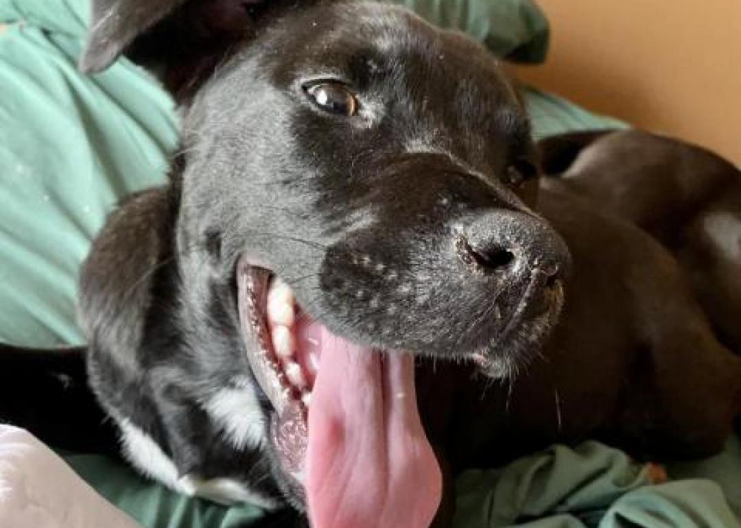 Dogs available for adoption in Huntsville Stacker
