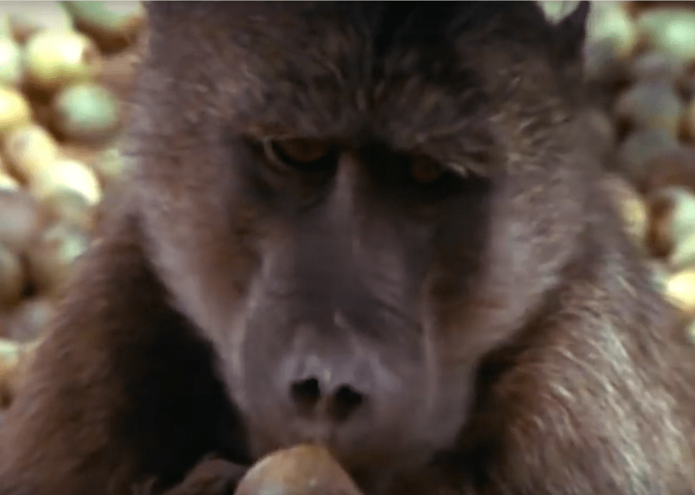 30 Best Nature Documentaries of All Time Stacker