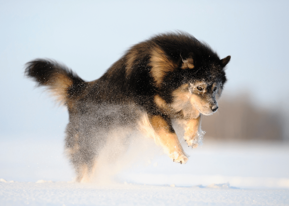 10 Dog Breeds That Love the Winter Stacker