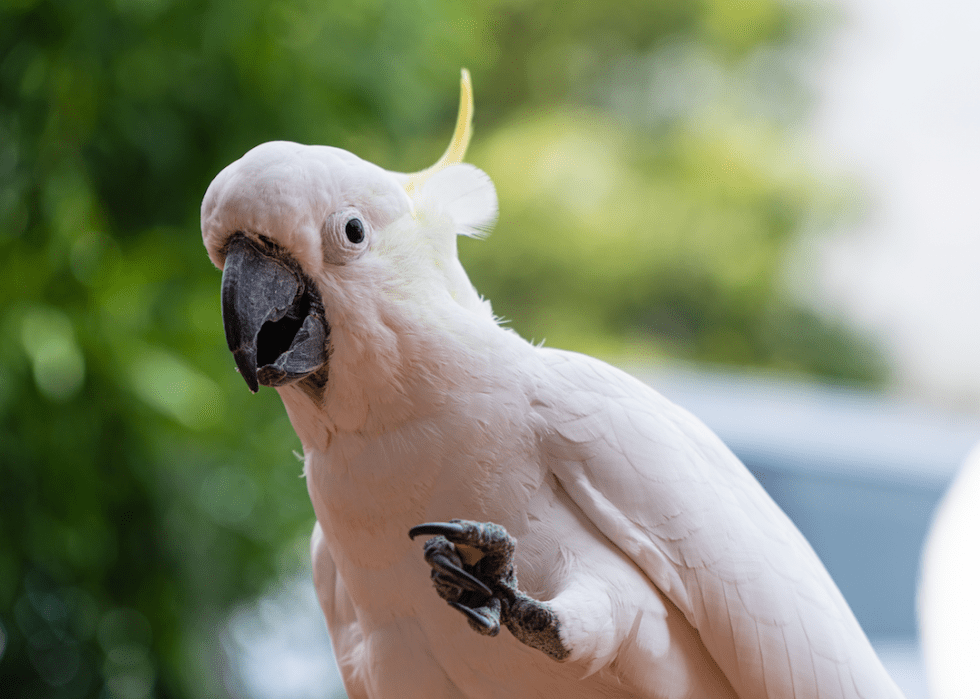 Common Household Pets That Live the Longest Stacker