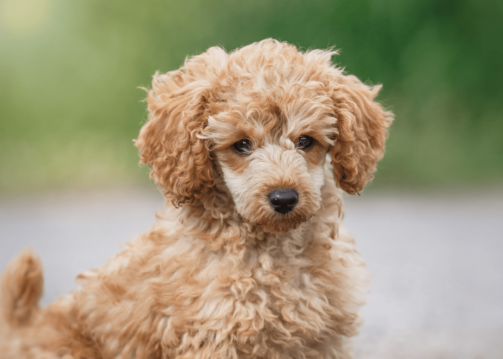 Common Household Pets That Live the Longest Stacker