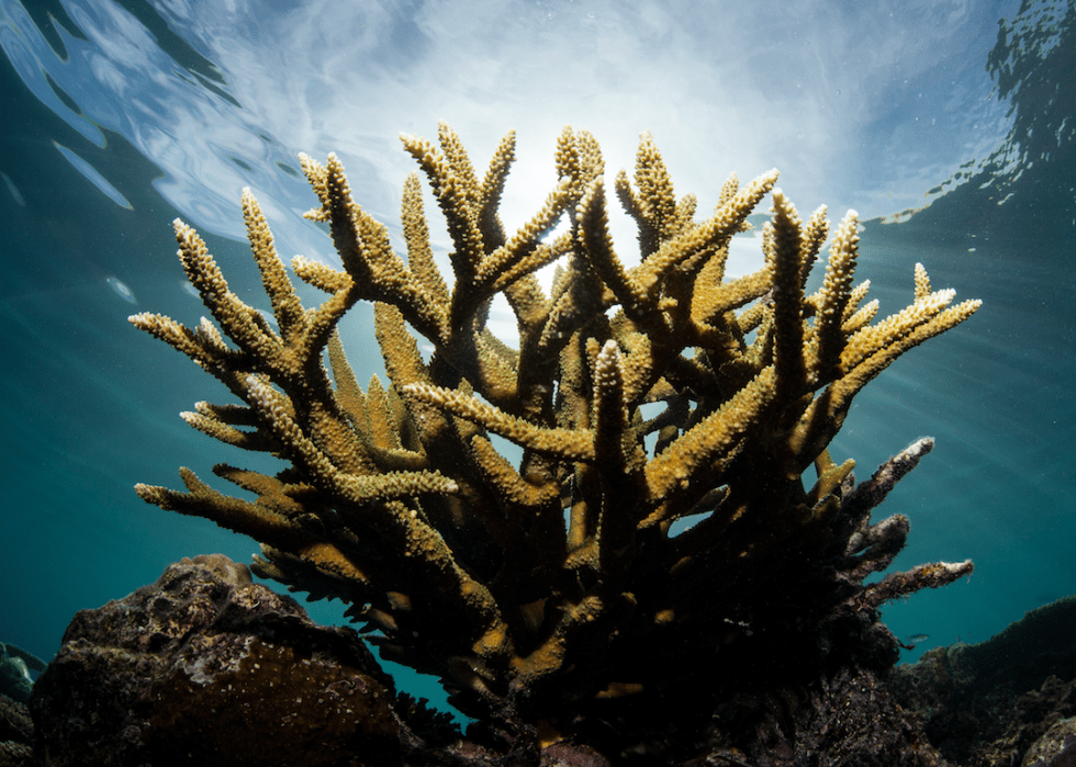 Coral Reefs How They Work, Why They're in Danger, and Why it Matters