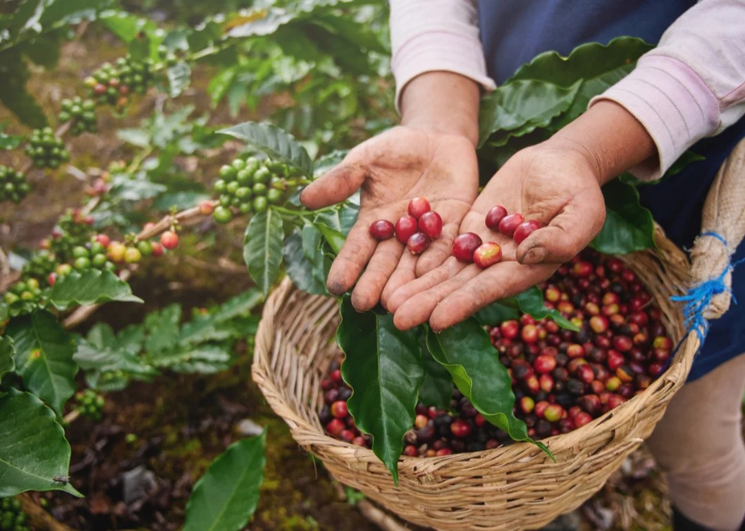 Best Coffeegrowing Countries in the World, According to Experts Home