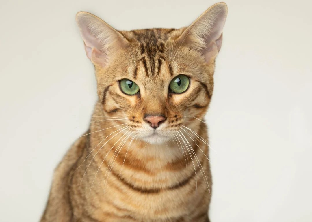 Most Popular Cat Breeds in America Stacker