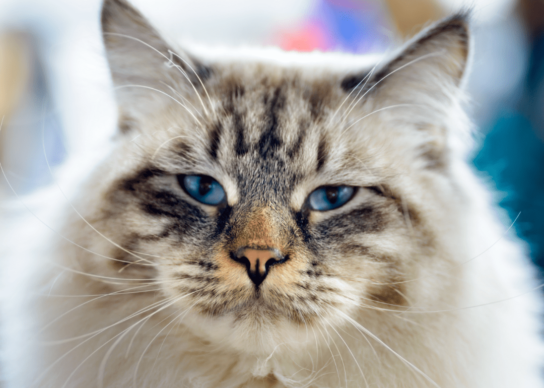 Most Popular Cat Breeds in America Stacker