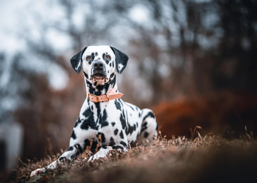 Ranking The 63 Smartest Dog Breeds | Stacker