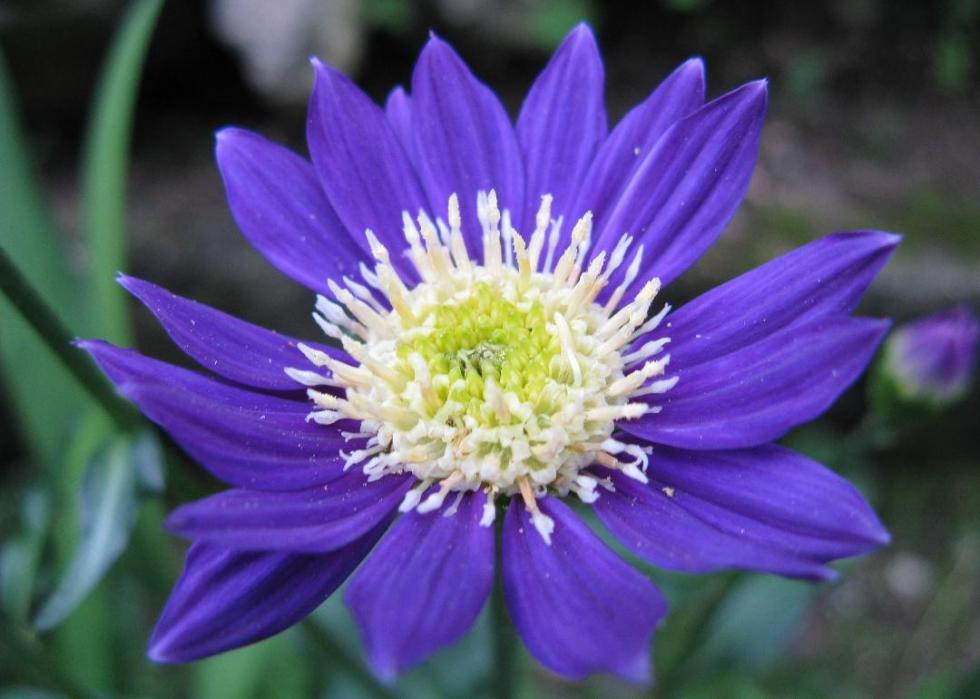 50 fall flowers that bloom in October (2022)