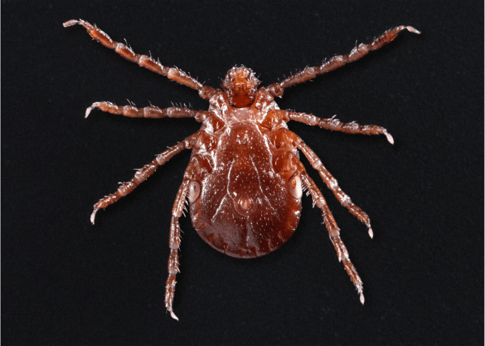 America's Most Common Ticks and How to Identify Them Stacker