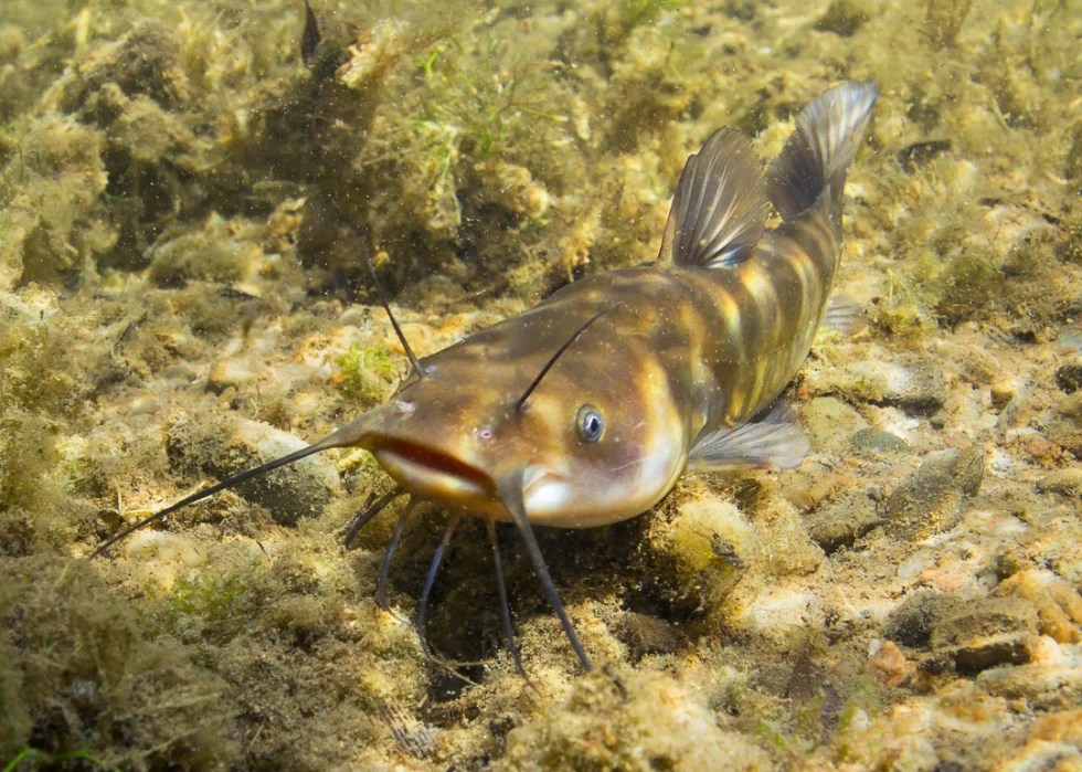 Bizarre Slang Words and Phrases From Every State Stacker