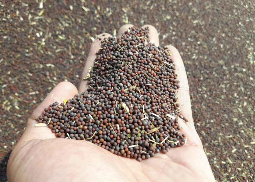 Most Valuable Crops Grown In Oklahoma