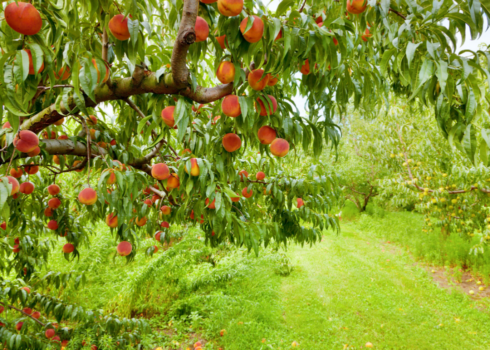 Most Valuable Crops Grown in Pennsylvania Stacker