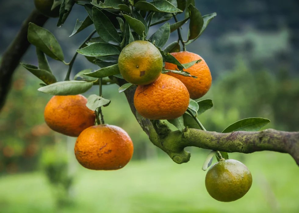 Most Valuable Crops Grown in Florida Stacker