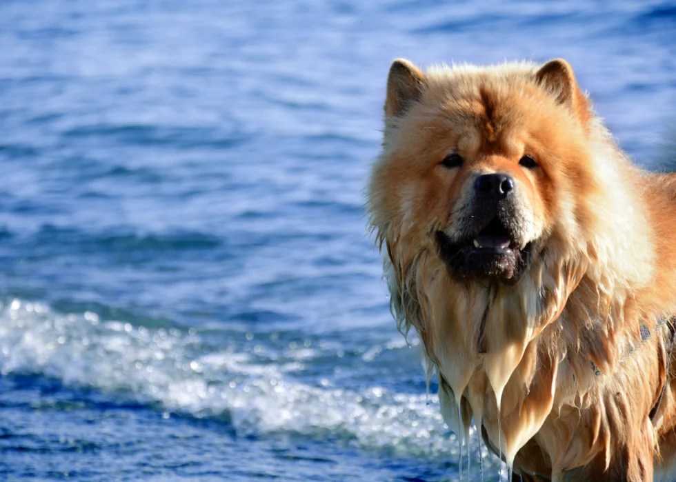 Why Are Chow Chows Banned