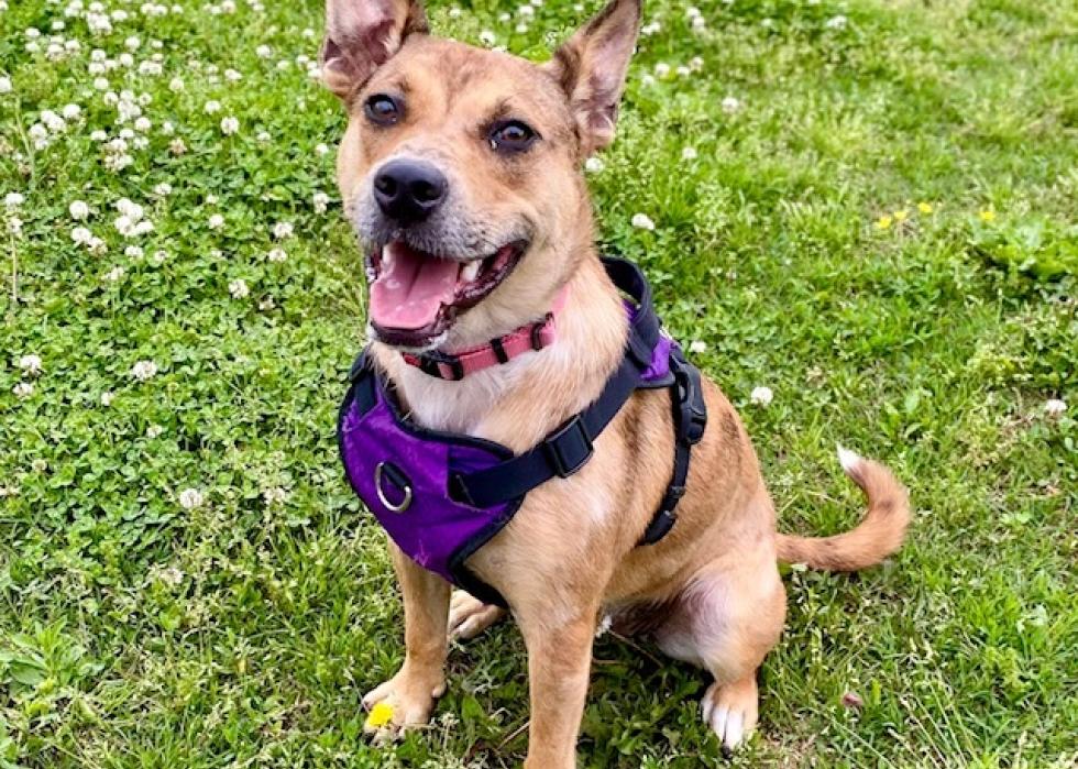 Dogs available for adoption in Nashville Stacker