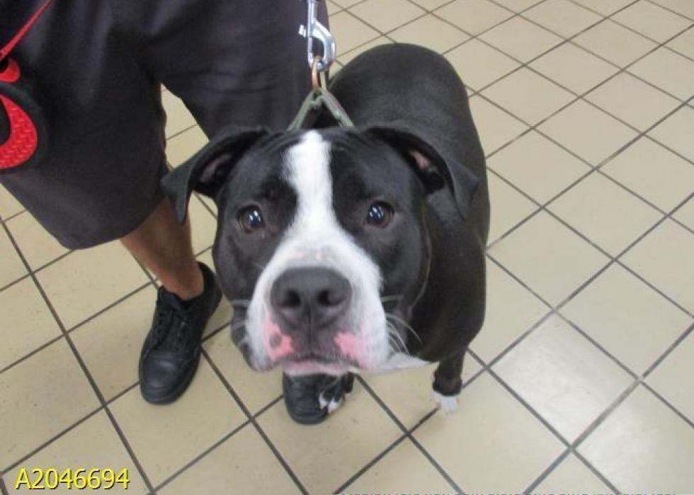 Dogs available for adoption in West Palm Beach Stacker