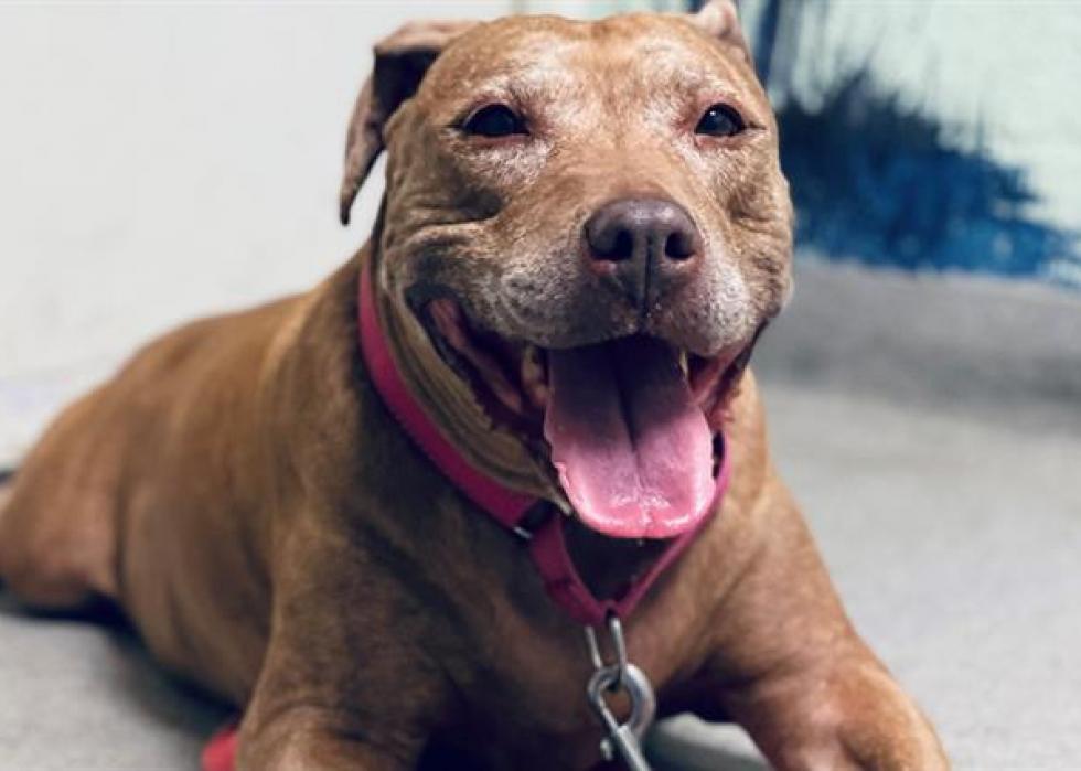 Dogs available for adoption in West Palm Beach Stacker