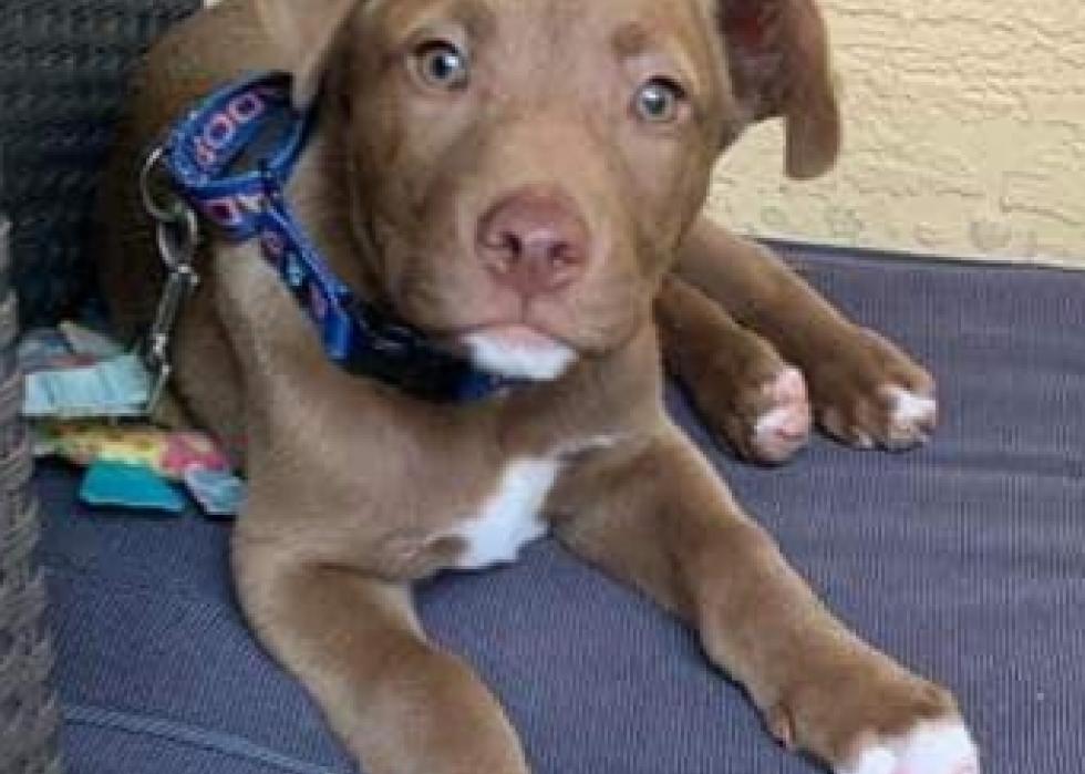 Dogs available for adoption in West Palm Beach Stacker