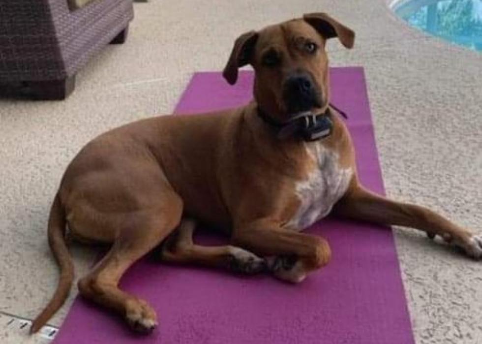 Dogs available for adoption in West Palm Beach Stacker