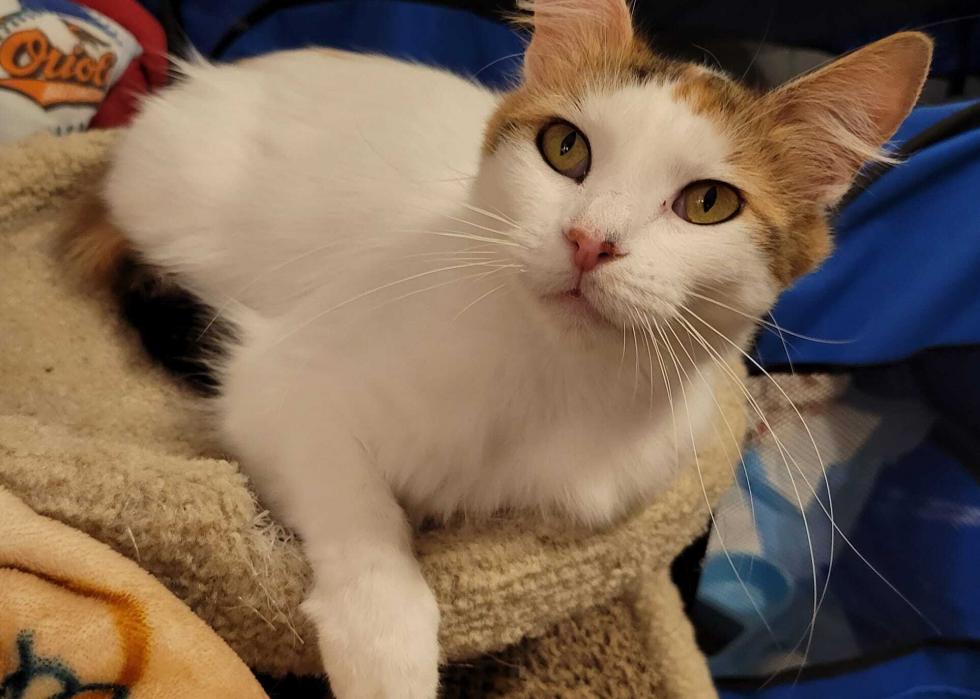 Cats available for adoption in Greenville, North Carolina Stacker