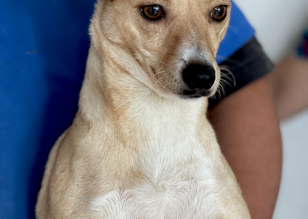 Dogs available for adoption in Portland, Maine Stacker