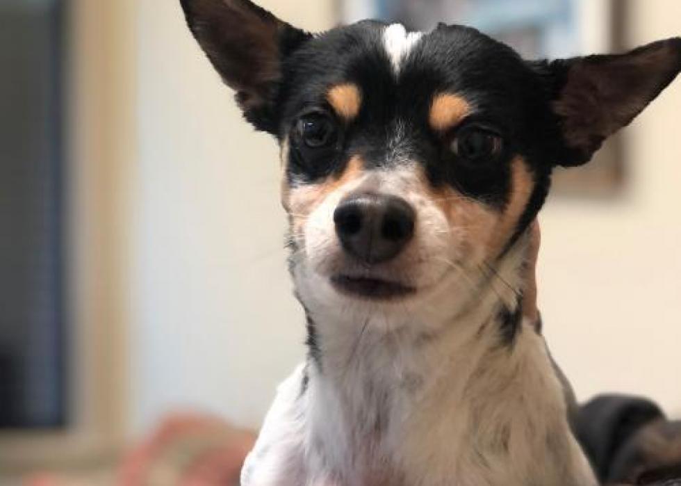 Dogs available for adoption in Waco Stacker