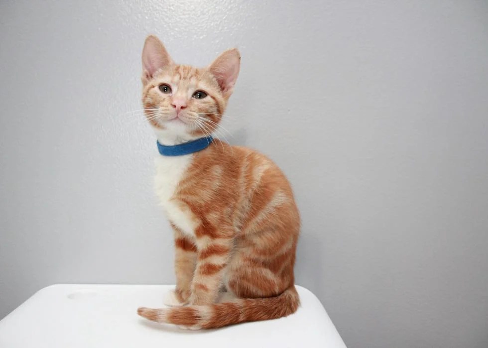 Cats available for adoption in Charlotte Stacker