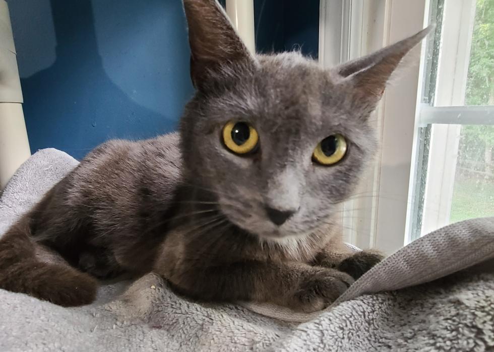 Cats available for adoption in Charlotte Stacker