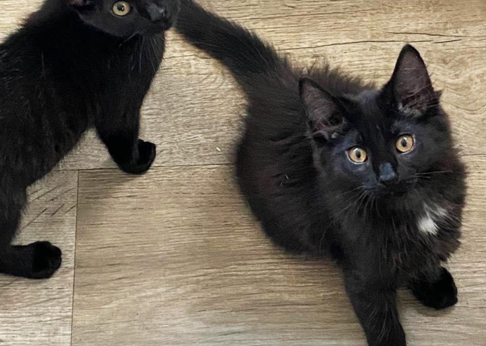 Cats available for adoption in Charlotte Stacker