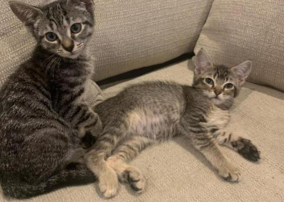 Cats available for adoption in Gainesville Stacker