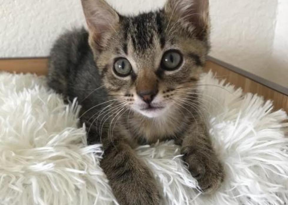 Cats available for adoption in Gainesville Stacker