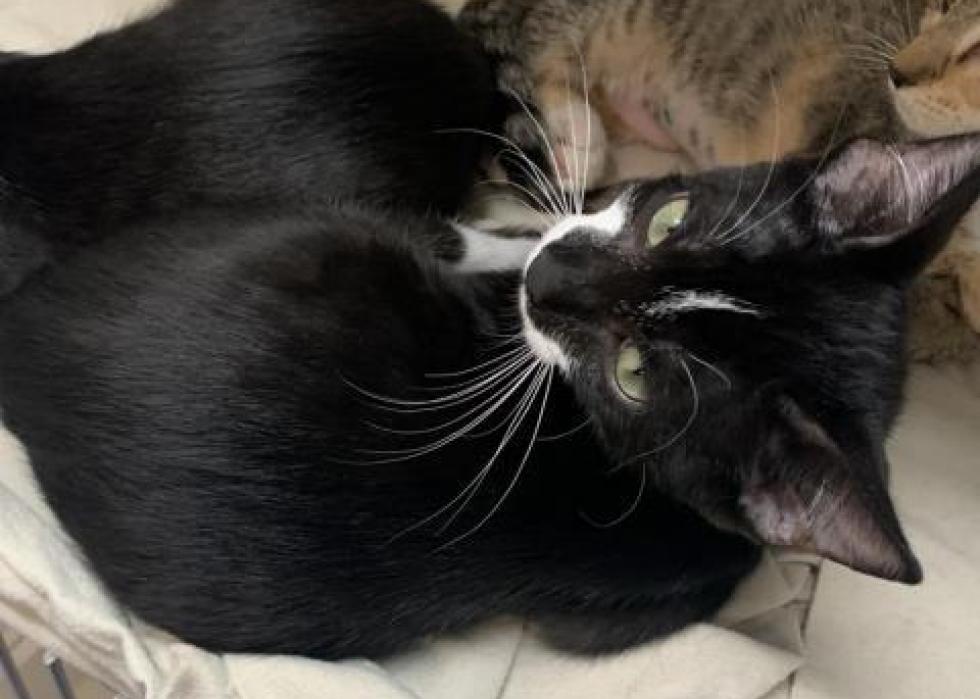 Cats available for adoption in Gainesville Stacker