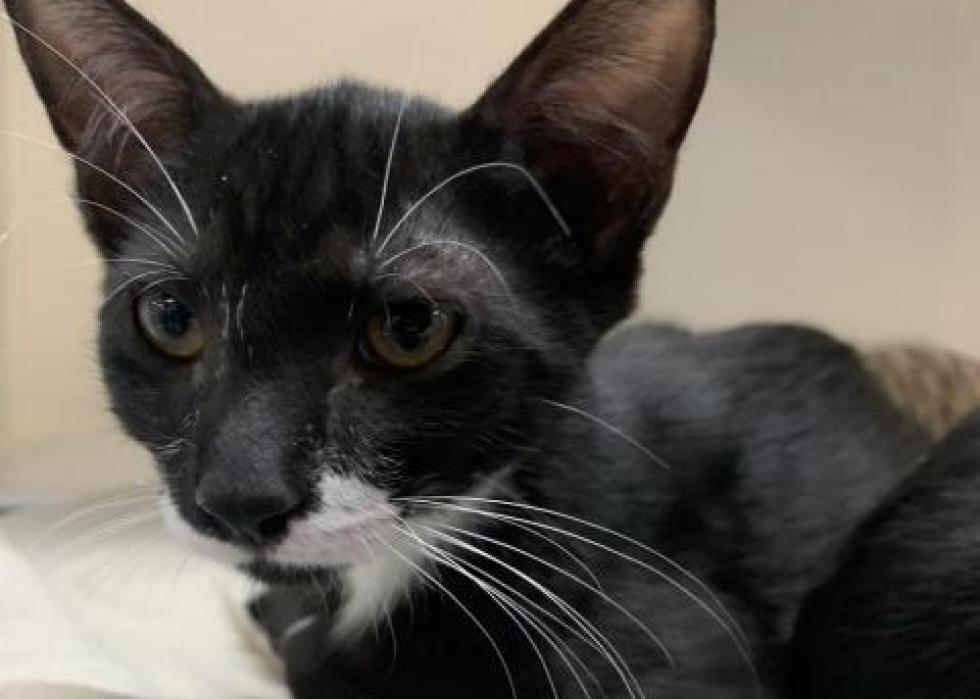 Cats available for adoption in Gainesville Stacker