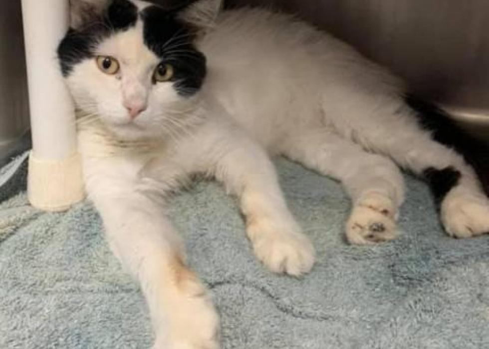 Cats available for adoption in Gainesville Stacker