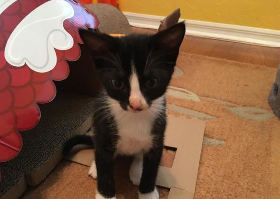 Cats available for adoption in Gainesville Stacker