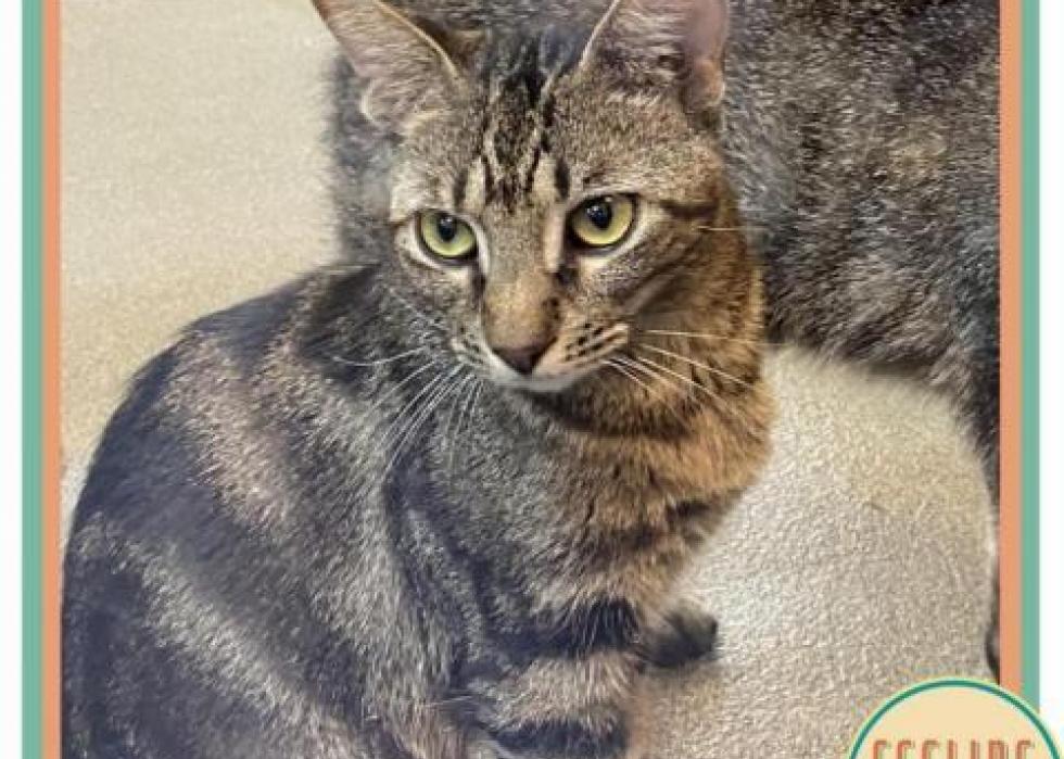 Cats available for adoption in Gainesville Stacker