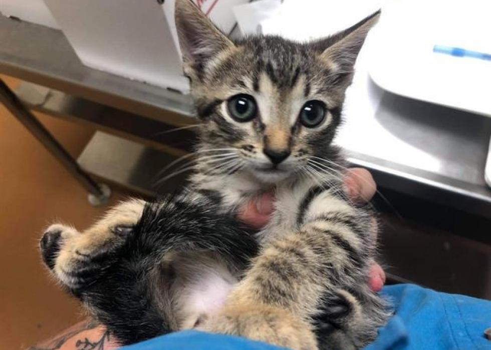 Cats available for adoption in Gainesville Stacker