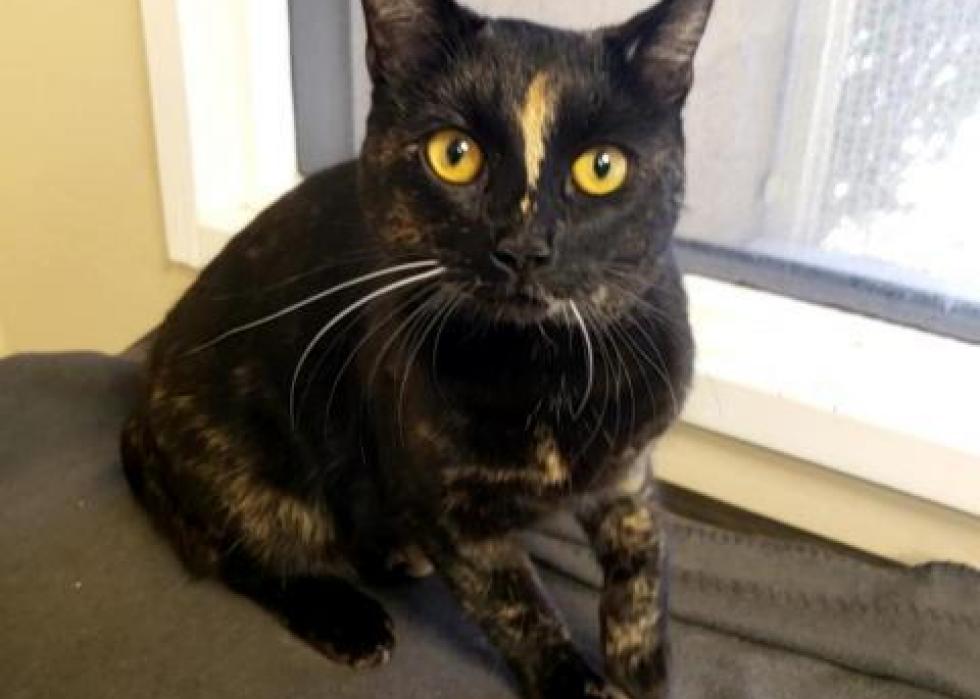 Cats available for adoption in Phoenix Stacker