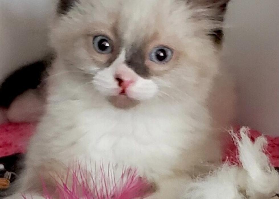 Cats available for adoption in Salt Lake City Stacker