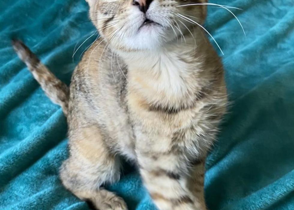 Cats available for adoption in Salt Lake City Stacker