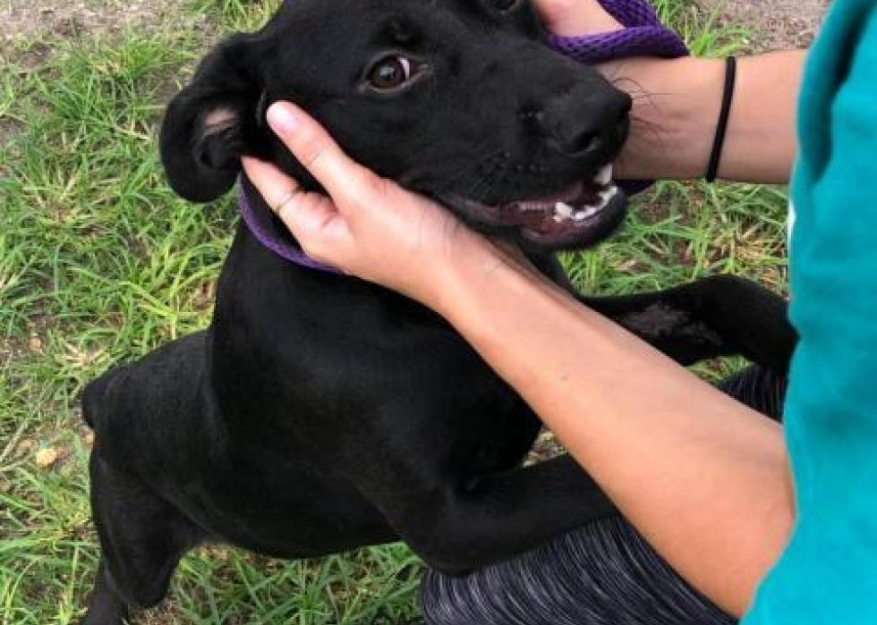 Dogs available for adoption in Gainesville Stacker
