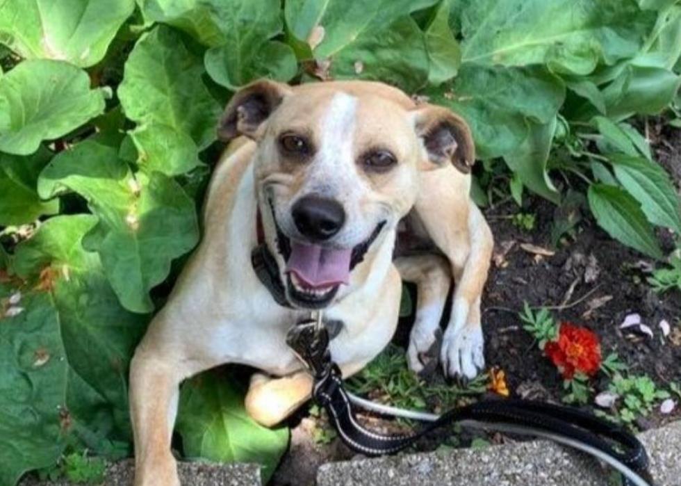 Dogs available for adoption in Green Bay Stacker