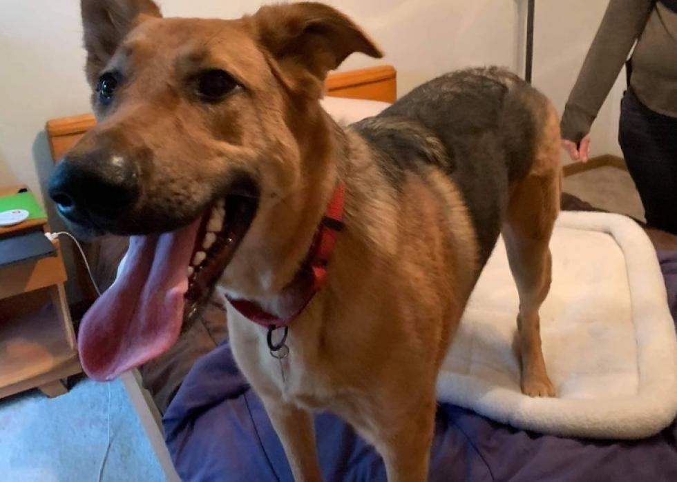 Pet Adoption Green Bay