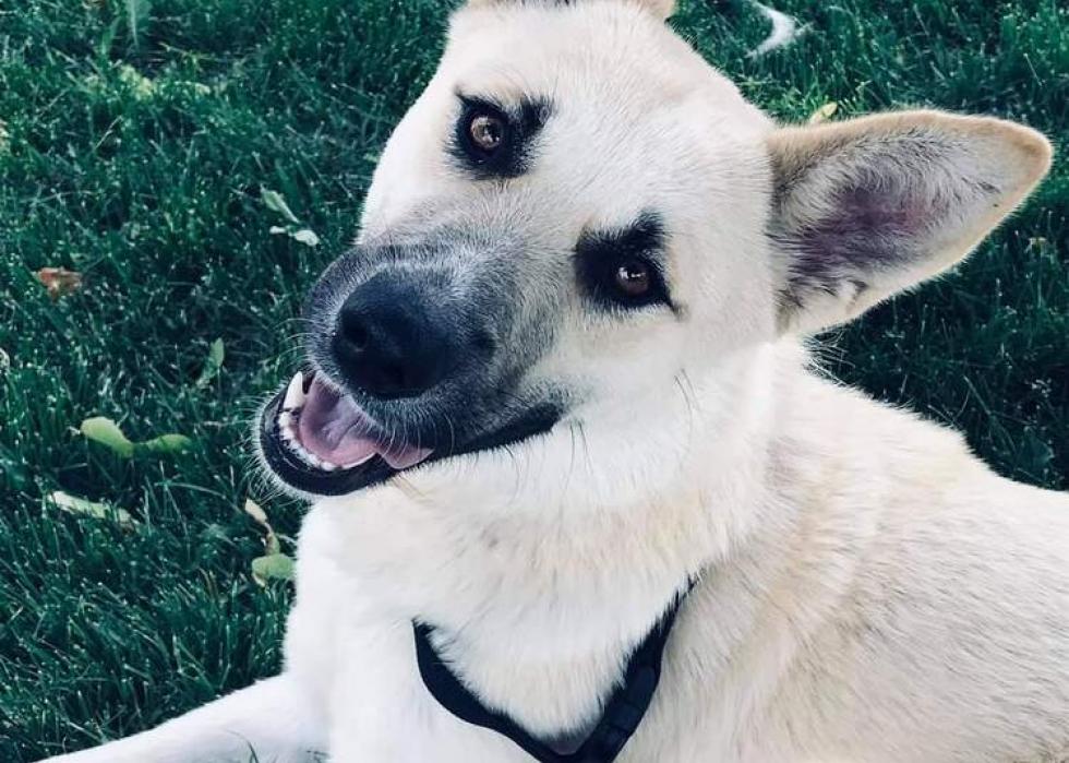 Dogs available for adoption in Green Bay Stacker