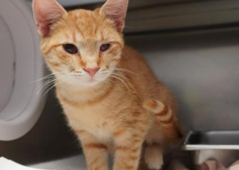 Cats available for adoption in Richmond Stacker