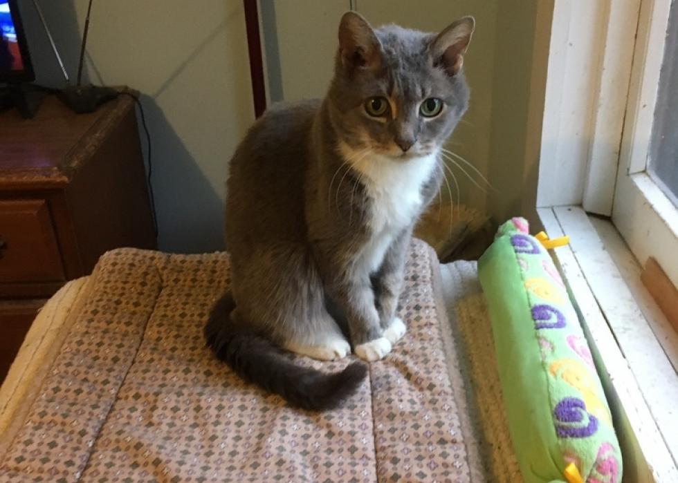 Cats available for adoption in Richmond Stacker