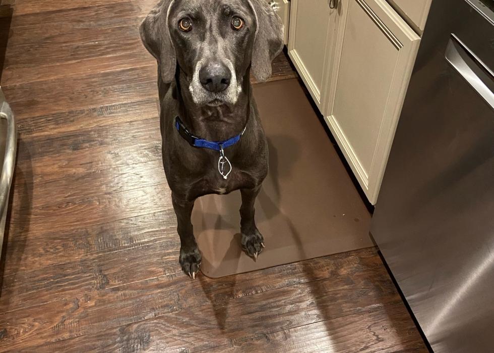 Dogs available for adoption in Birmingham Stacker